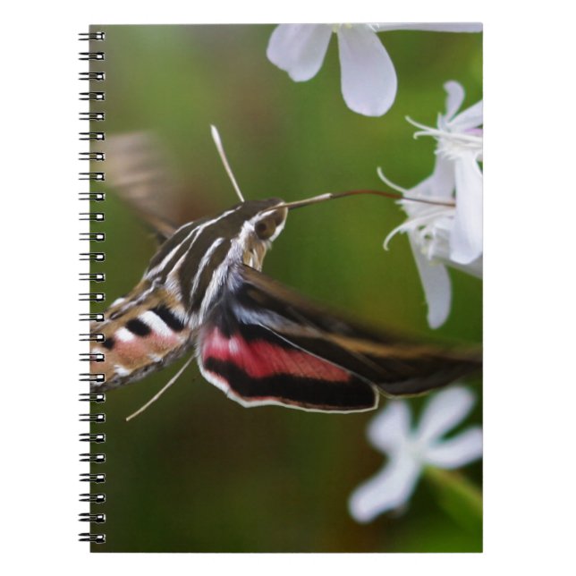 Hummingbird Moth Wire Journal (Front)