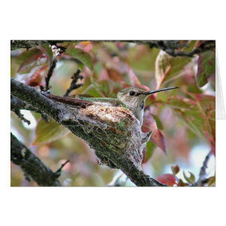Hummingbird mother on nest - Card