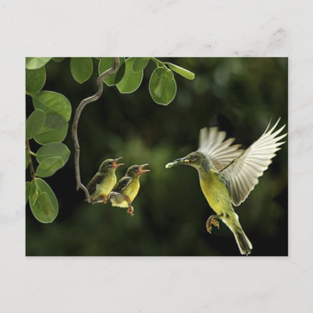 Hummingbird Mother Postcard (Front)