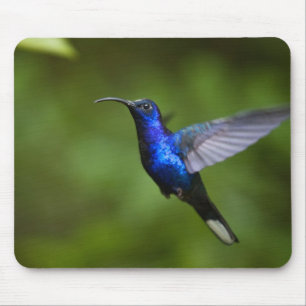 HUMMINGBIRD MOUSE PAD