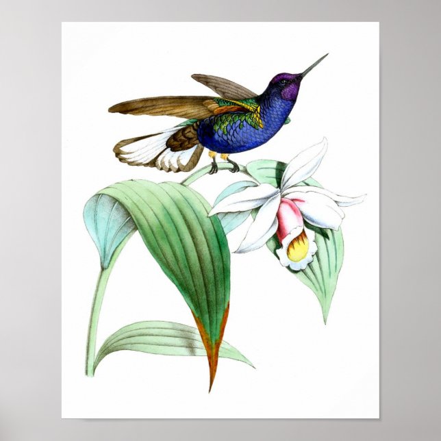 Hummingbird no.1 Bird and Botanical Wall Art (Front)