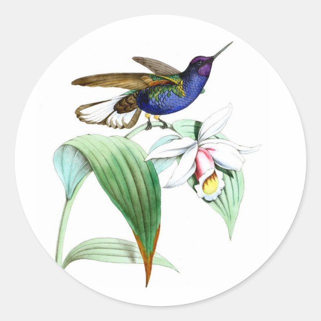 Hummingbird no.1 violet purple bird white flower classic round sticker (Front)