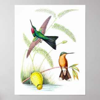 Hummingbird No.5 Antique Natural History Print. Poster