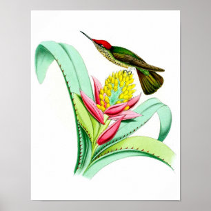 Hummingbird No.7 Antique bird Poster Print.
