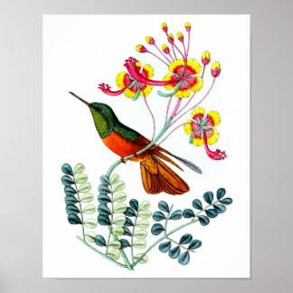Hummingbird No.9 Antique bird Poster Print.