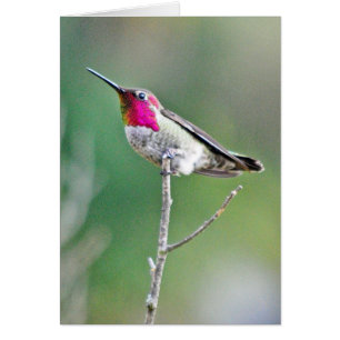 Hummingbird on a branch