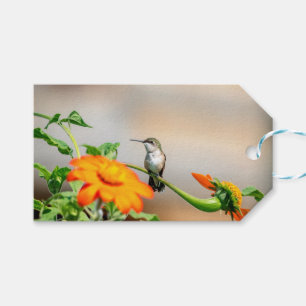 Hummingbird on a flowering plant gift tags
