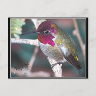 Hummingbird on Backyard Branch. Postcard