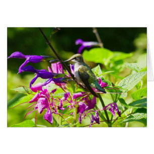 Hummingbird on Hummingbird Mint Colourful Nature