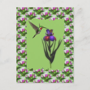 Hummingbird On Iris Flower Postcard