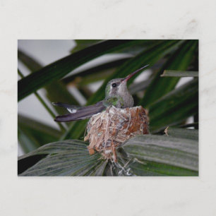 Hummingbird on nest Postcard