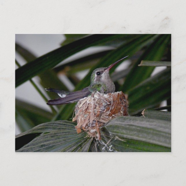 Hummingbird on nest Postcard (Front)