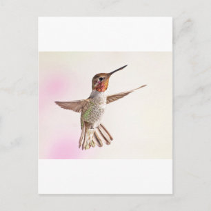 Hummingbird on Pink Postcard