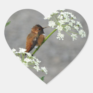 Hummingbird on Queen Ann's lace flower Heart Sticker