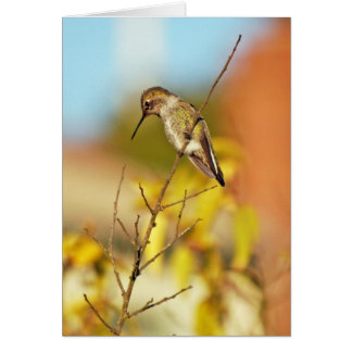 Hummingbird on twig