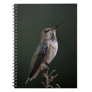 Hummingbird Perched on Branch - Bird Photography Notebook