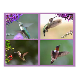 Hummingbird Photo Collage Print