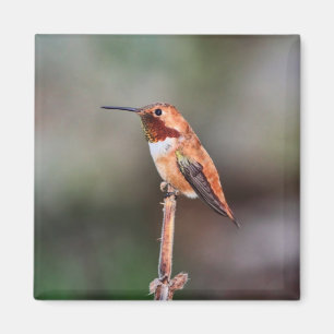 Hummingbird Photo Magnet