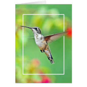 Hummingbird Photograph