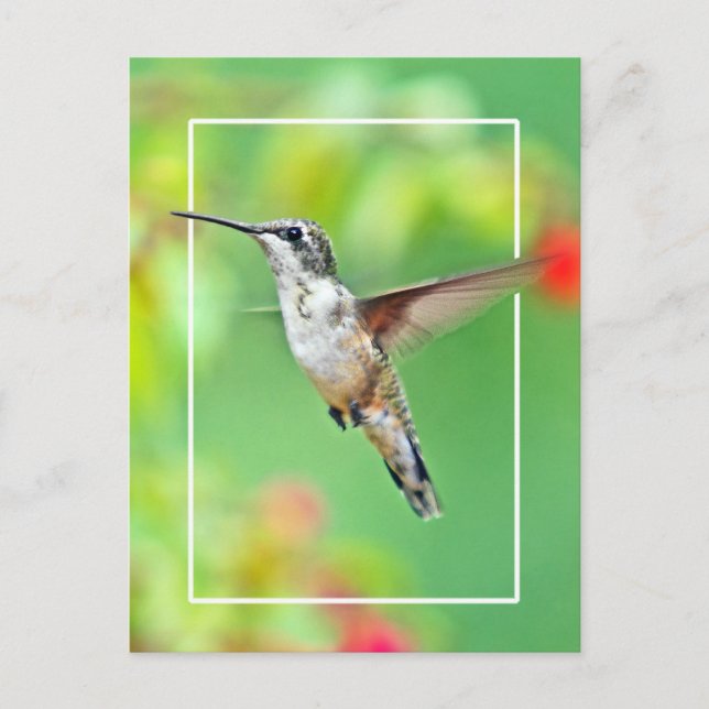 Hummingbird Photograph Postcard (Front)