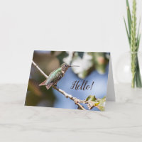 Hummingbird Photography Friendship 