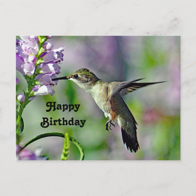Hummingbird Pink Floral Wildlife Photo Birthday Postcard (Front)