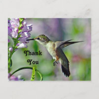 Hummingbird Pink Floral Wildlife Photo Thank You
