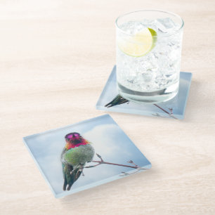Hummingbird - Pink Throated Anna's Hummingbird Glass Coaster