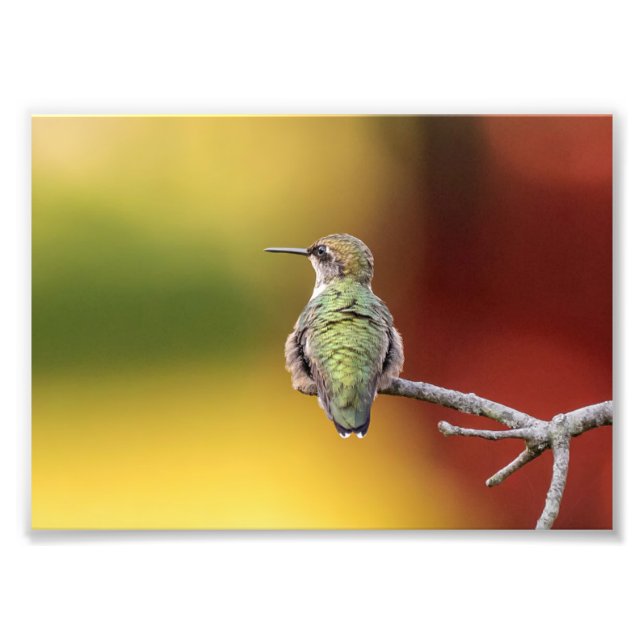 Hummingbird Pose Photo Print (Front)