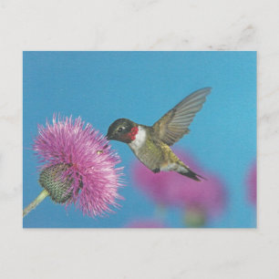 Hummingbird Postcard