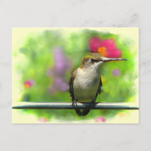 Hummingbird Postcard