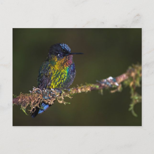 Hummingbird Postcard (Front)