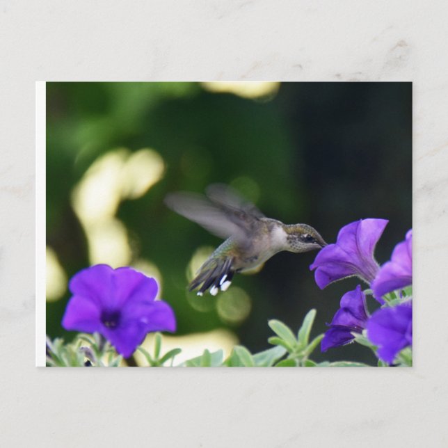 Hummingbird postcard (Front)