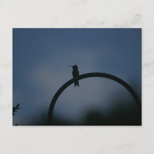 Hummingbird postcard
