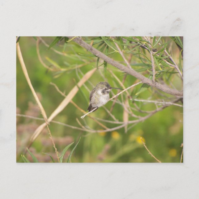 hummingbird postcard (Front)