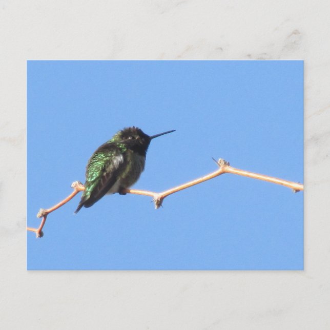 Hummingbird Postcard (Front)