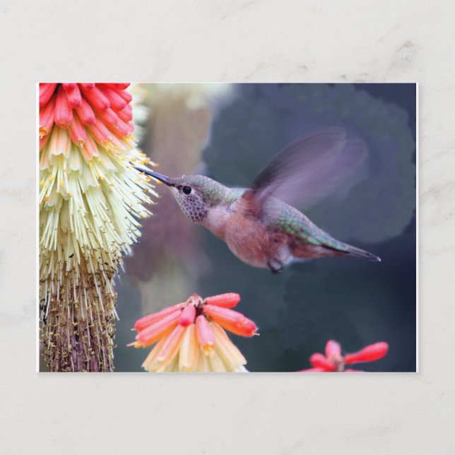Hummingbird Postcard (Front)