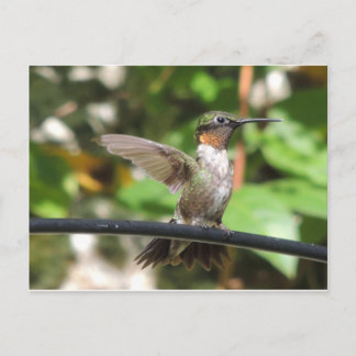 Hummingbird Postcard