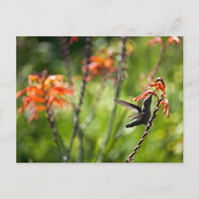 Hummingbird Postcard (Front)