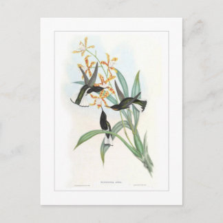 Hummingbird Postcard