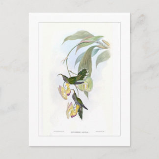 Hummingbird Postcard