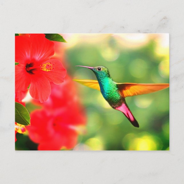 Hummingbird Postcard (Front)