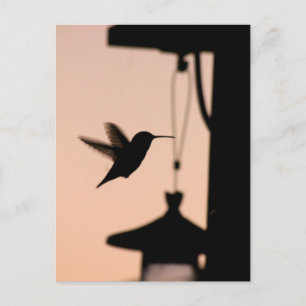 Hummingbird Postcard
