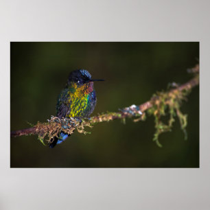 Hummingbird Poster