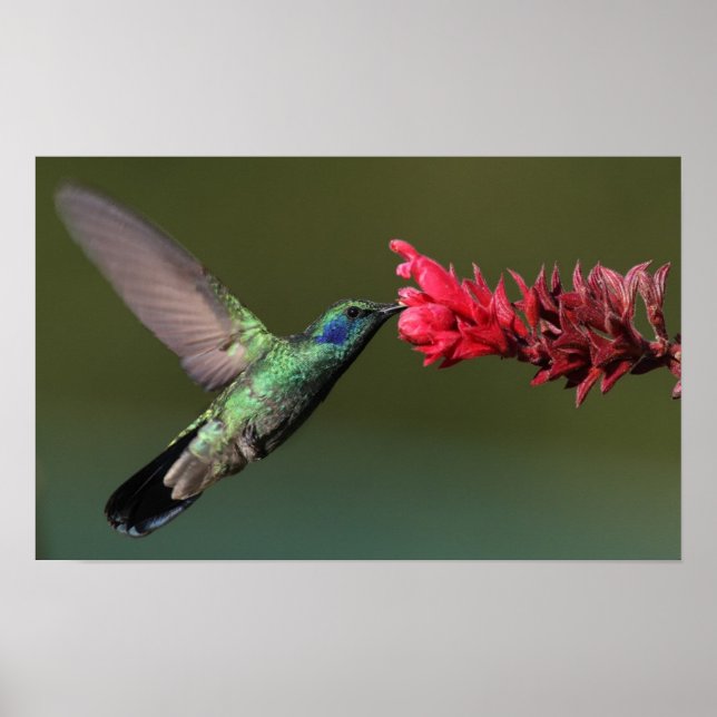 Hummingbird Poster (Front)