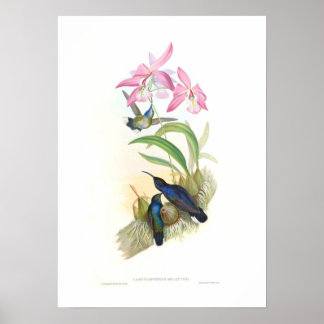 Hummingbird Poster