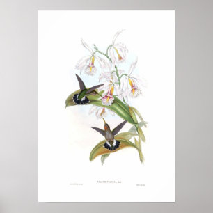 Hummingbird Poster