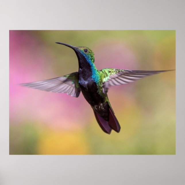 Hummingbird Poster (Front)