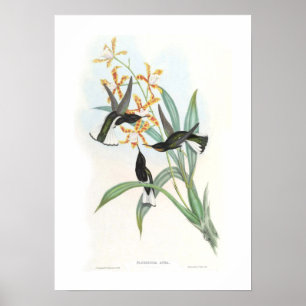 Hummingbird Poster