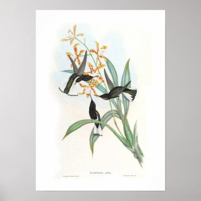 Hummingbird Poster (Front)